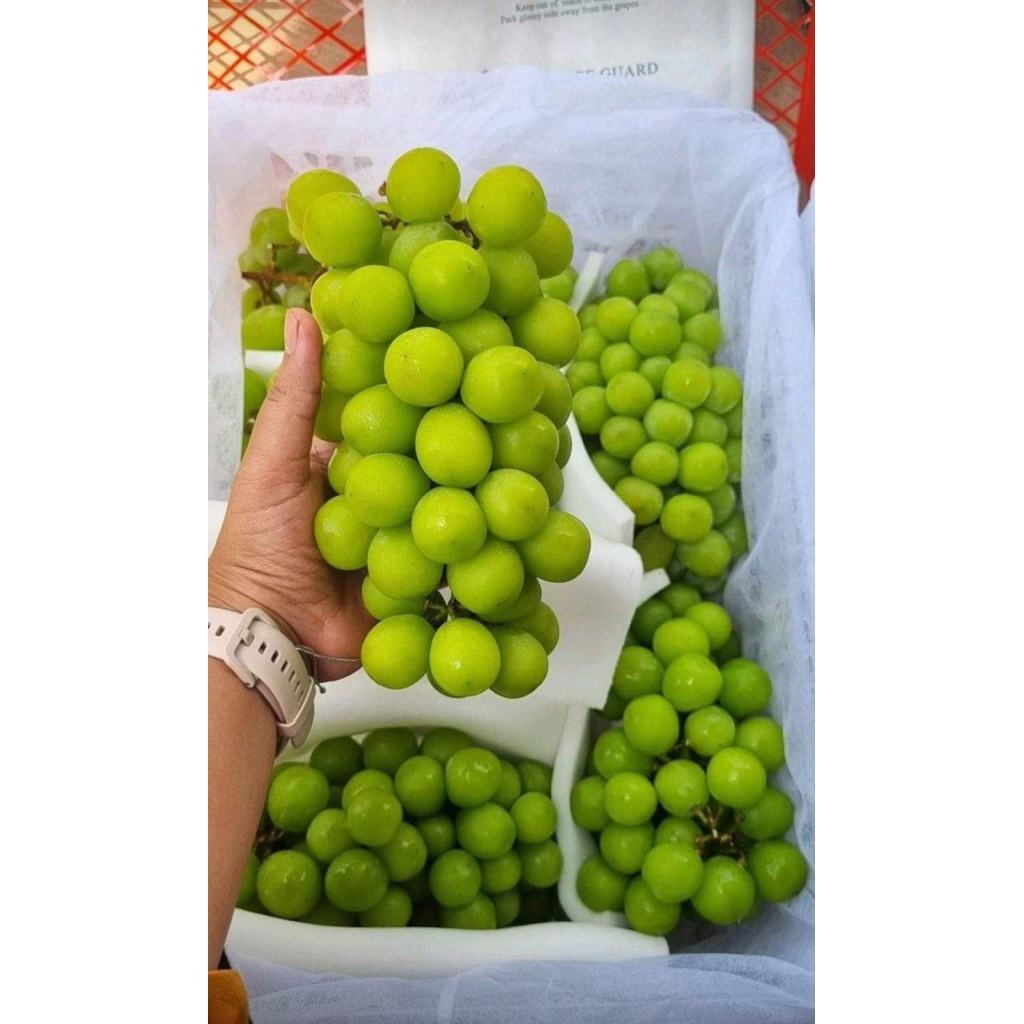 ANGGUR MUSCAT HIJAU TANPA BIJI PER BOX +- 400Gram