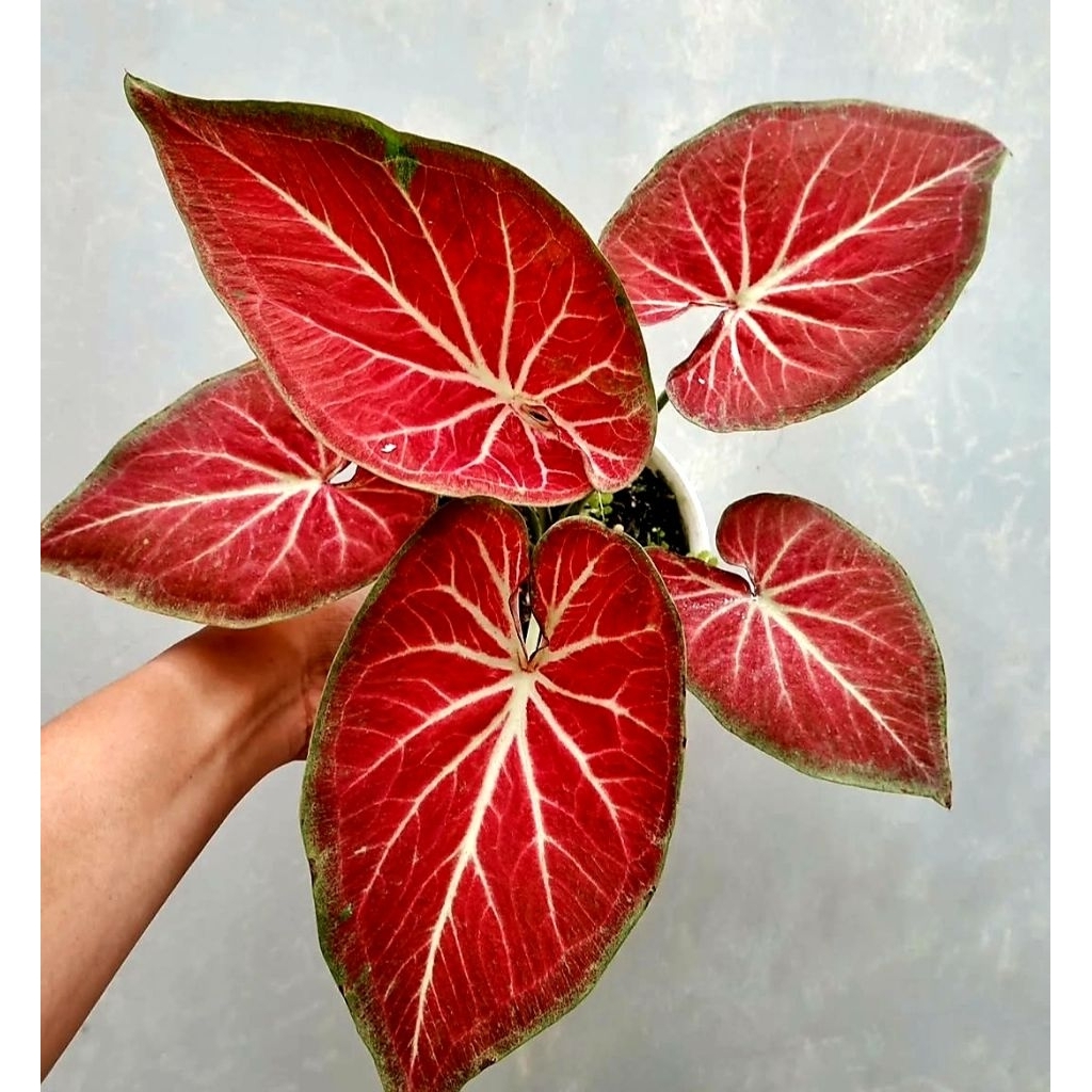 Tanaman Hias Caladium Rich Of Thai / Bunga Hias Caladium Rich Of Thai / Bunga Hidup