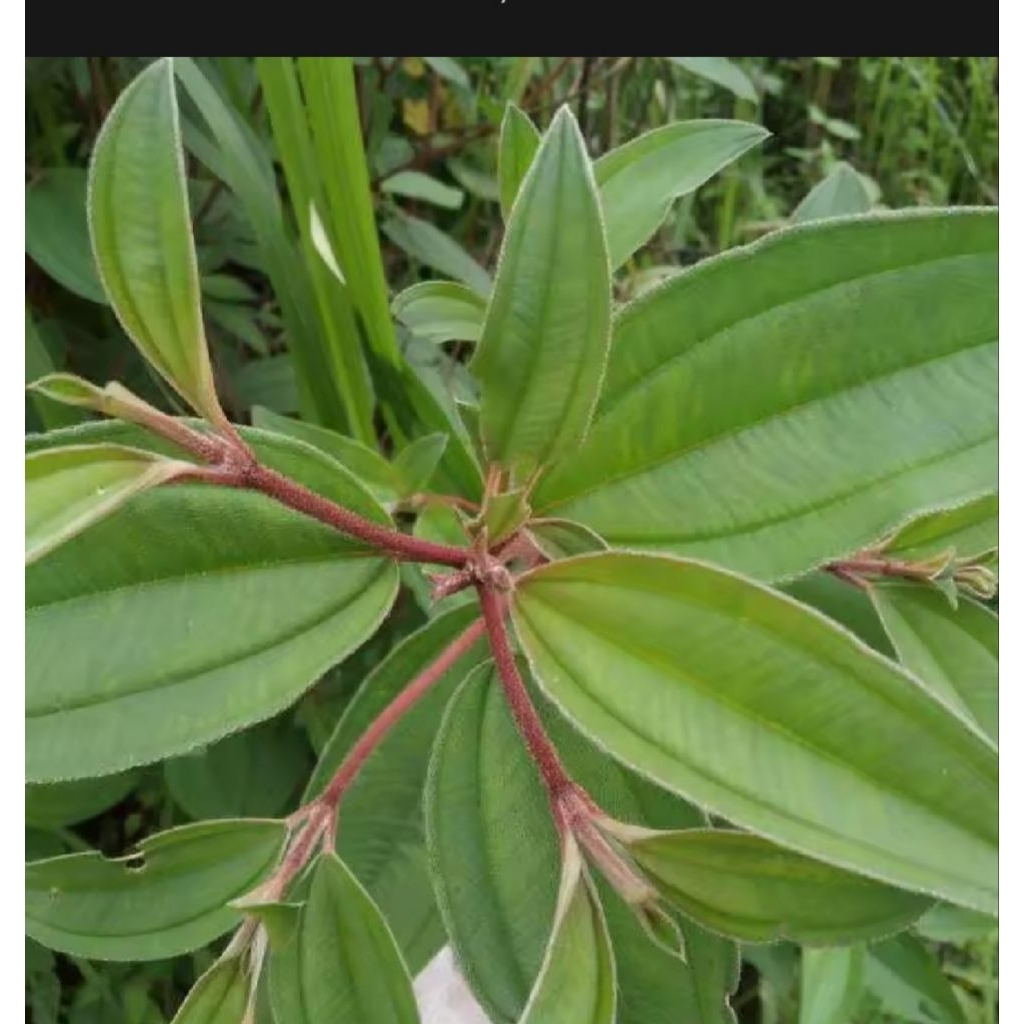 

DAUN HARENDONG SEGAR DAUN SENGGANI