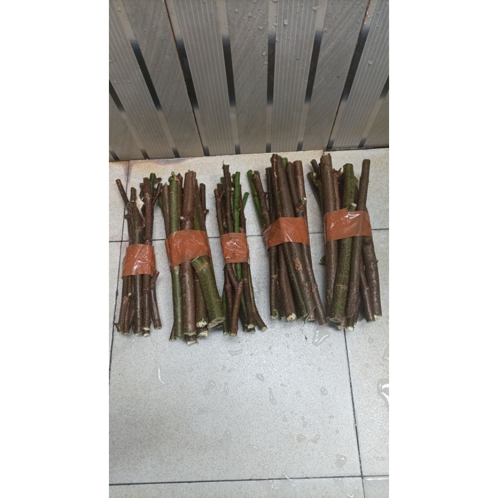 Stek indigofera 1paket isi 12 batang stek + Bonus