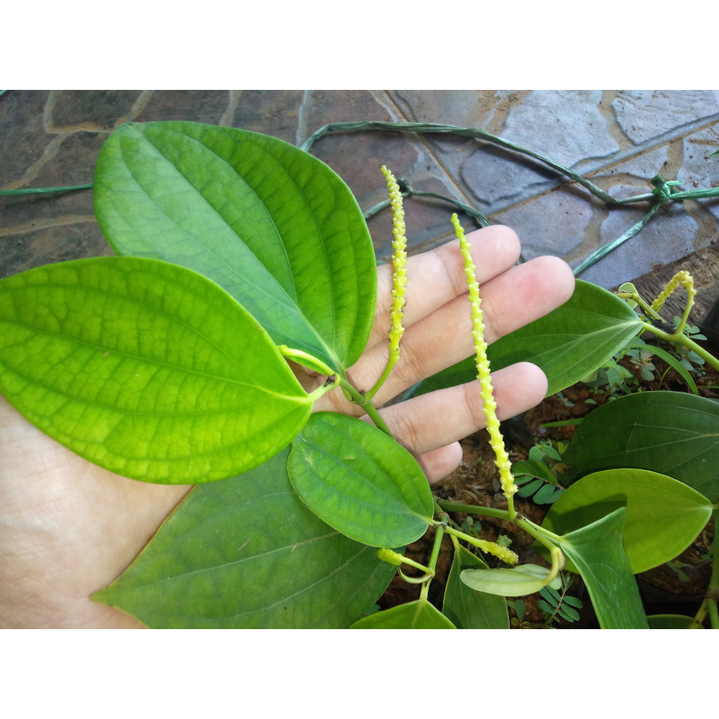 Paket 5 - Bibit Tanaman Merica Perdu / Lada Perdu - Siap Tanam