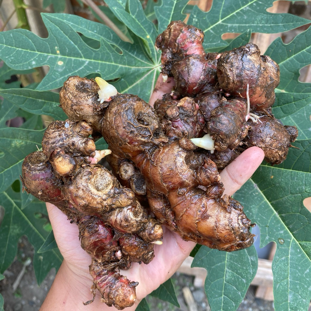 

Jahe merah 500gr bersih rempah herbal alami