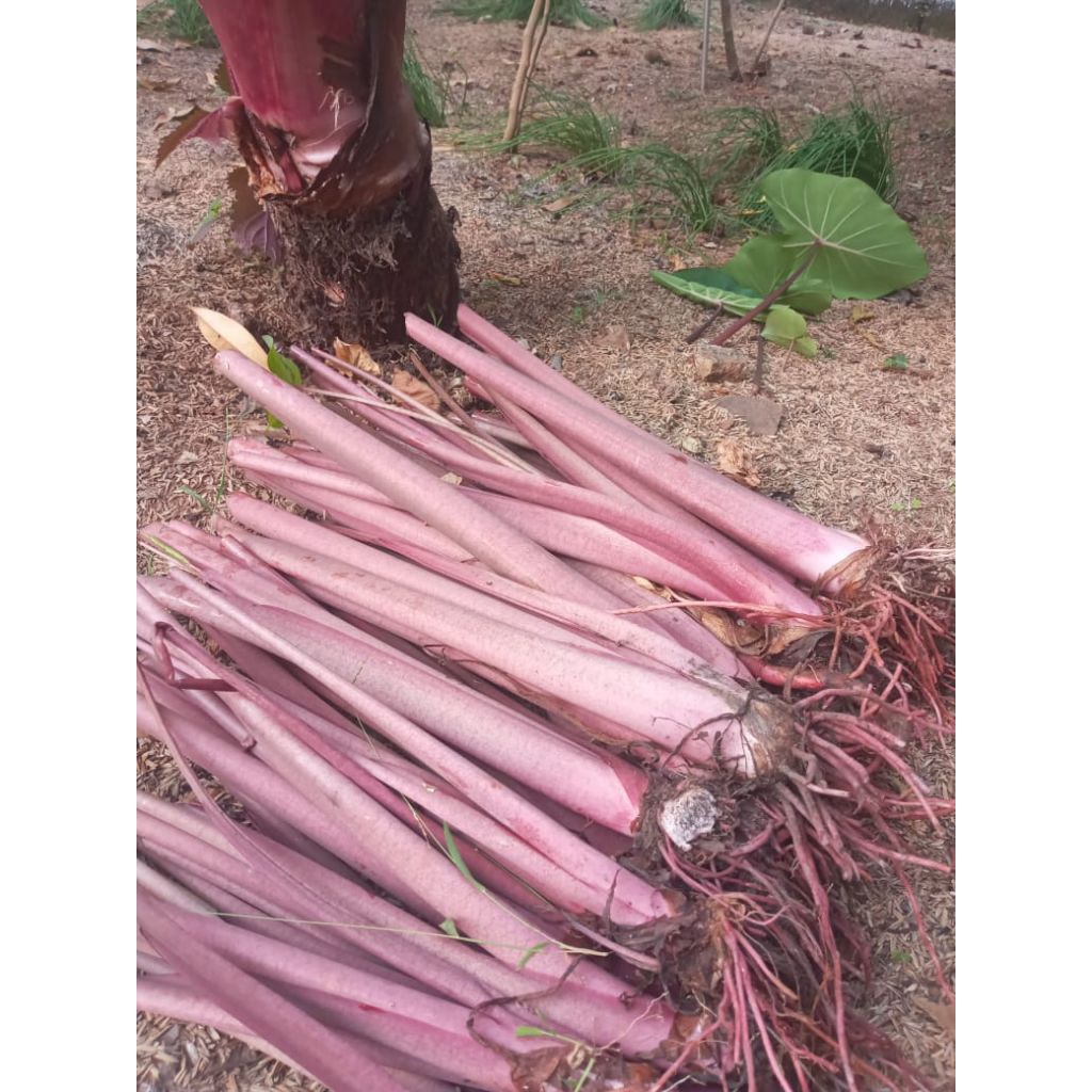 BIBIT TALAS BOGOR PRATAMA 3/TALAS UNGU