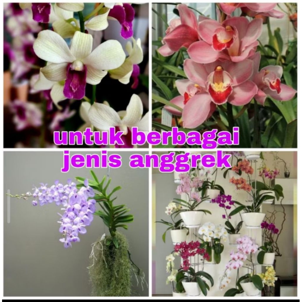 PUPUK NUTRISI ANGGREK | PUPUK ORGANIK NUTRISI ANGGREK