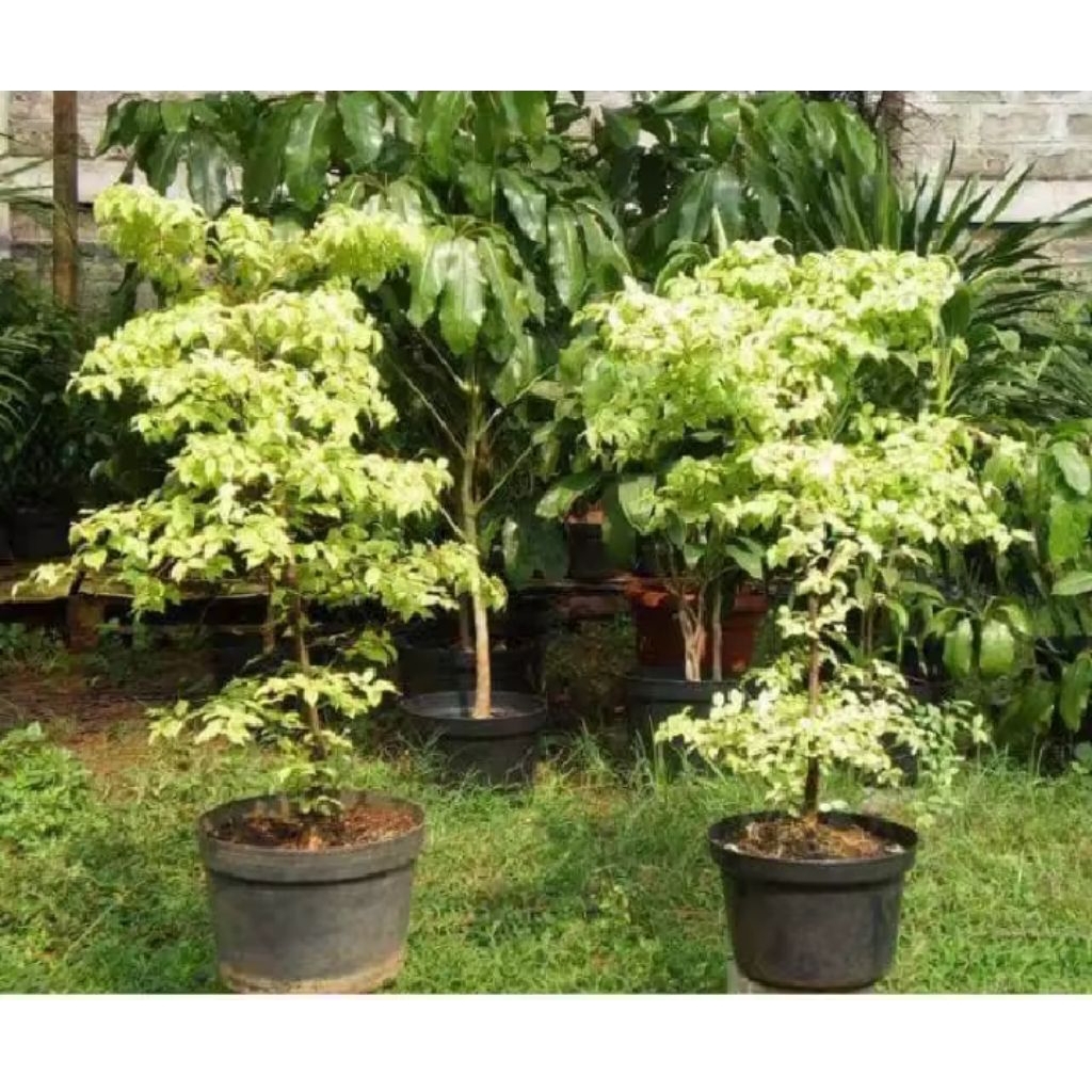 Tanaman Hias Anting Putri/Bahan Bonsai Anting Putri