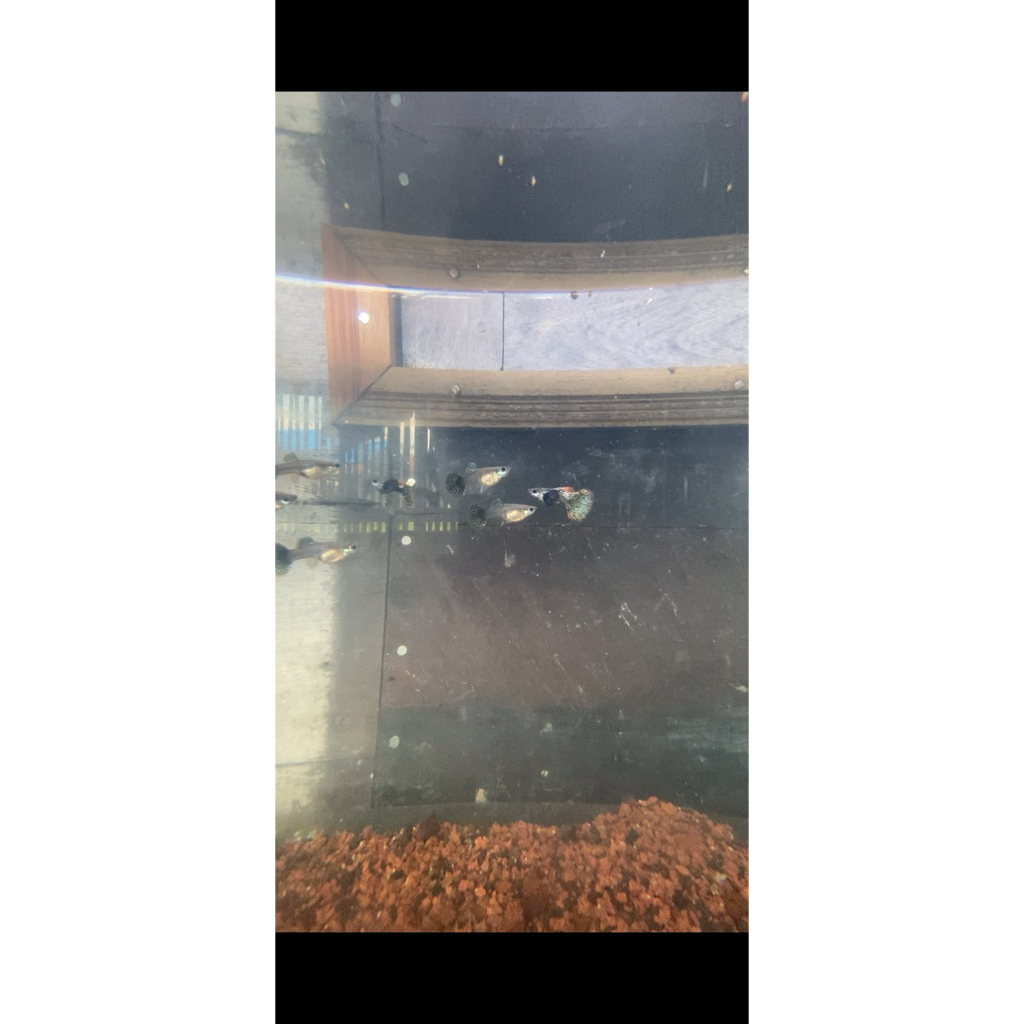 Stiker guppy red dragon grade A