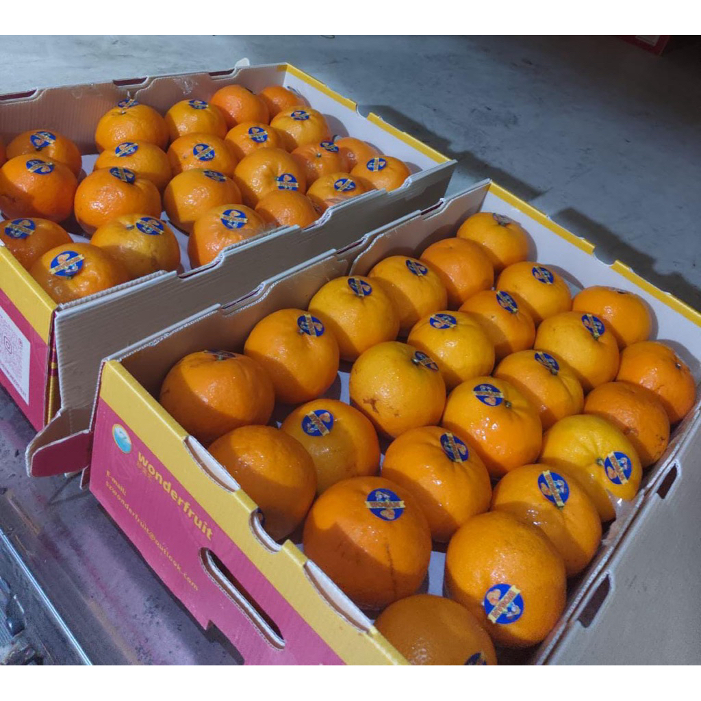 

Jeruk Wogan Impor/fresh/Asam Manis