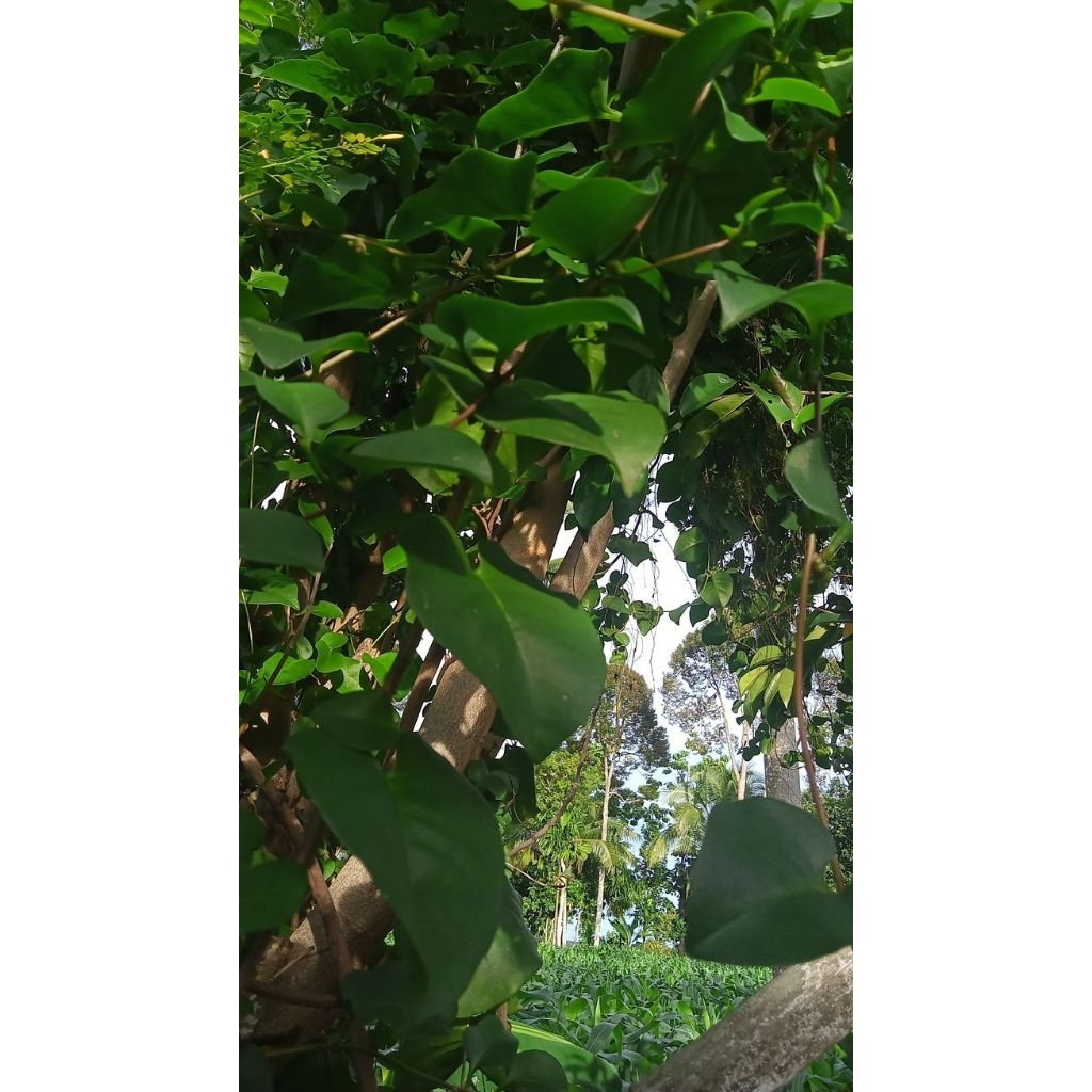 

obat herbal daun binahong hijou per 1 lembar