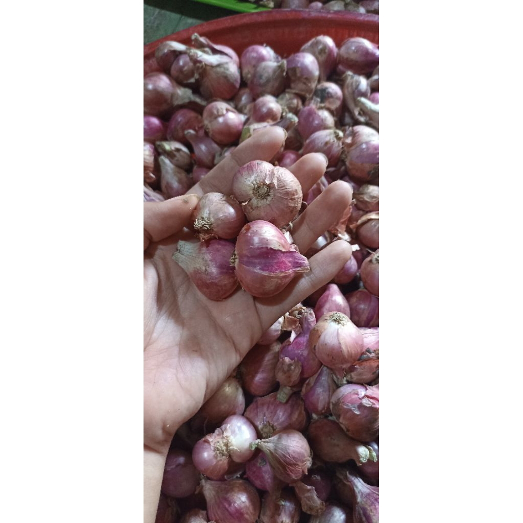 

Bawang merah tanggung besar Fress nganjuk ½ kg