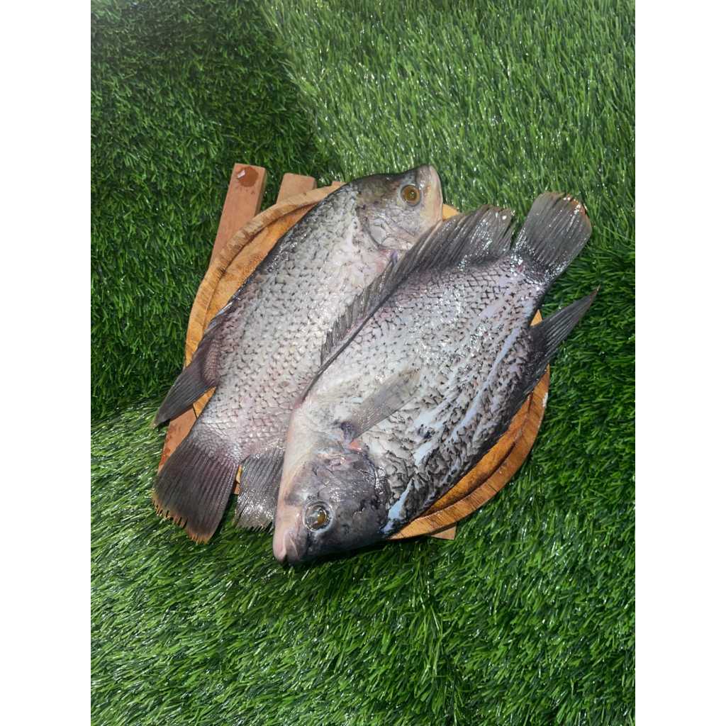 

Ikan Gurami Bersih | 500Gr