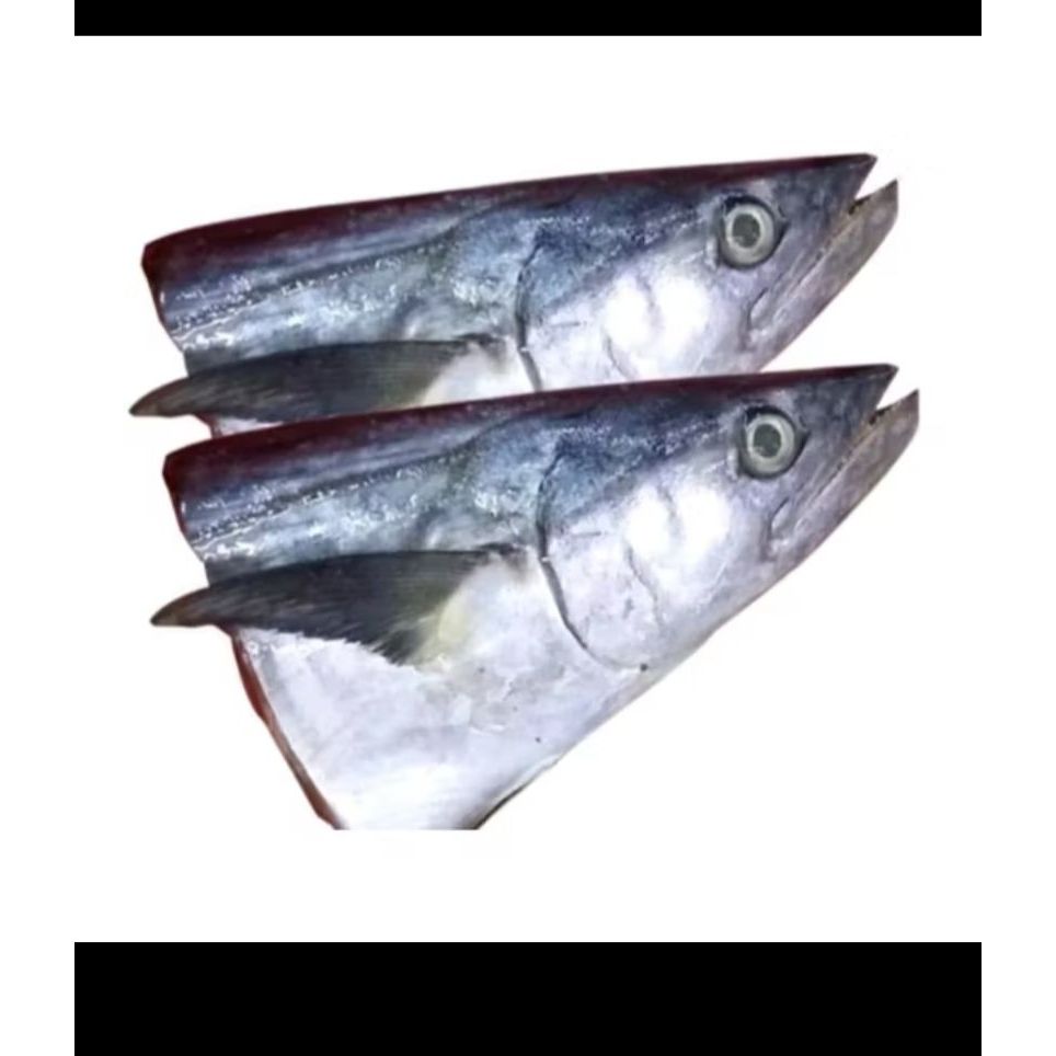 

kepala tongkol segar murah