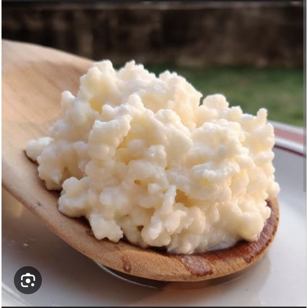 

bibit kefir 10 gram anti gagal