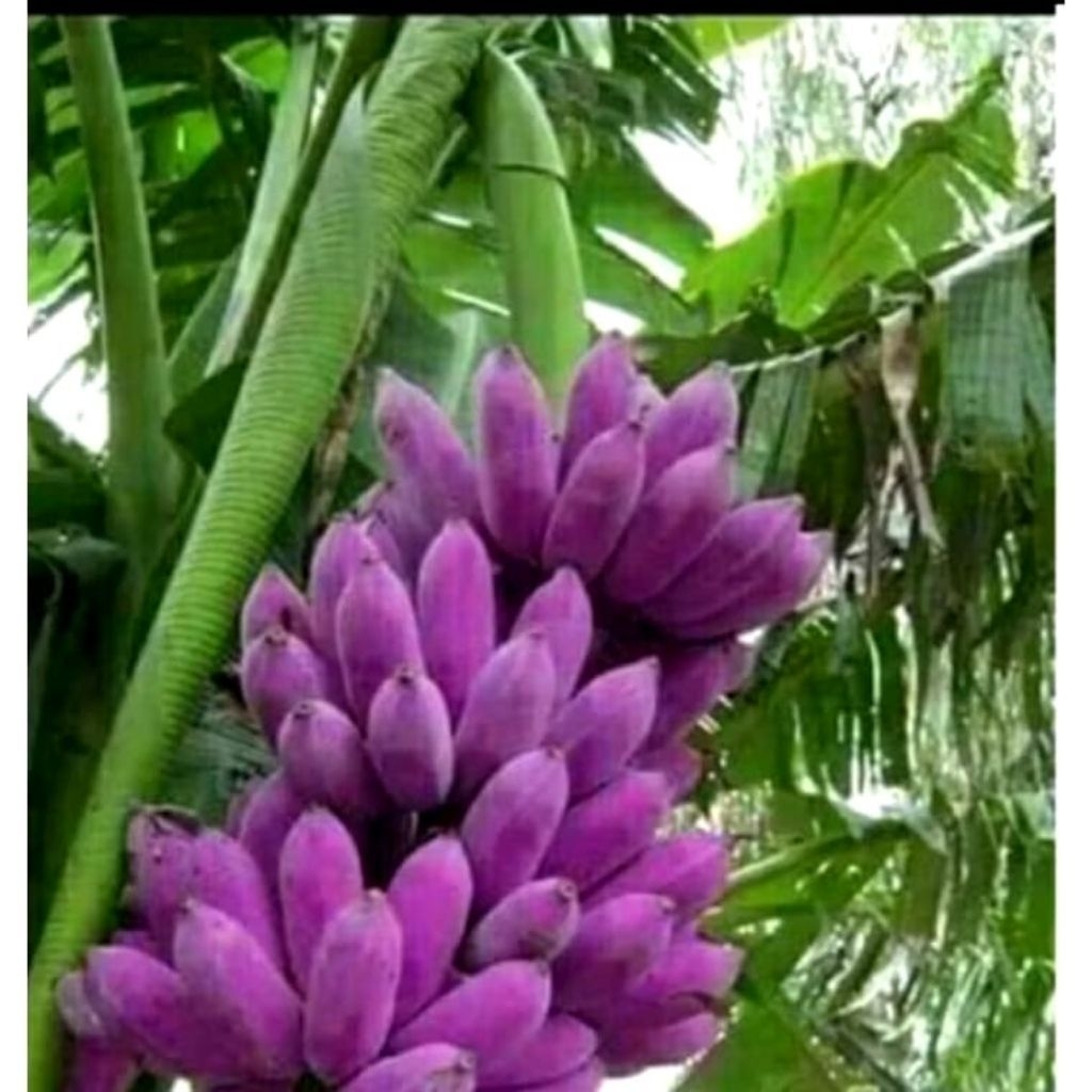 

TERMURAH!! BIBIT PISANG UNGU/PURPLE BANANA BIBIT UNGUL TERLARIS