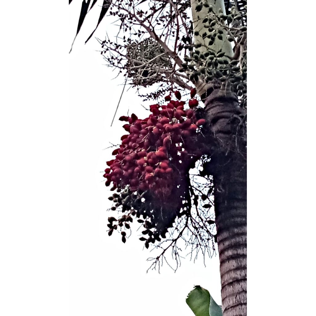 

buah palem segar ,dan buah palem kering, buah palem matang isi 5 biji