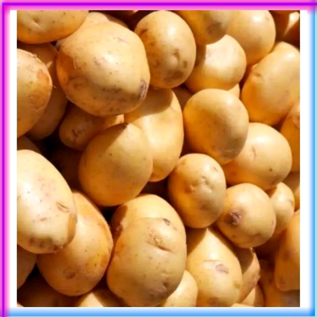 

Termurah Kentang Dieng Berkualitas Perkilo / 500 Gram