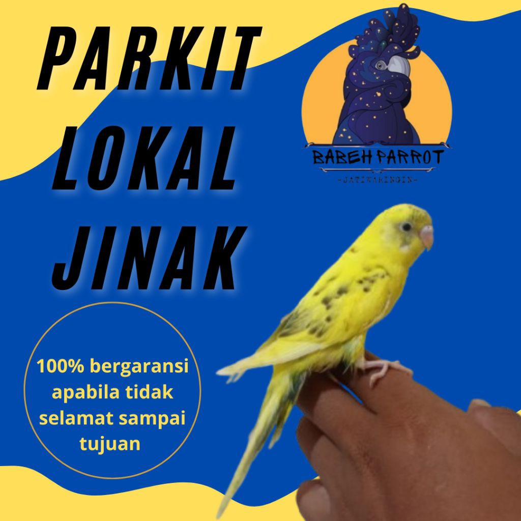BURUNG PARKIT LOKAL JINAK MANDIRI