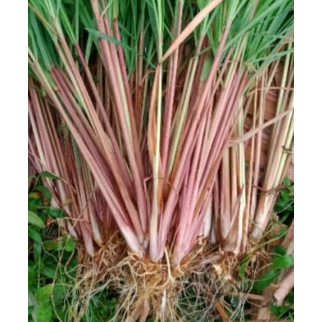 bibit sereh wangi/bibit tanaman sereh