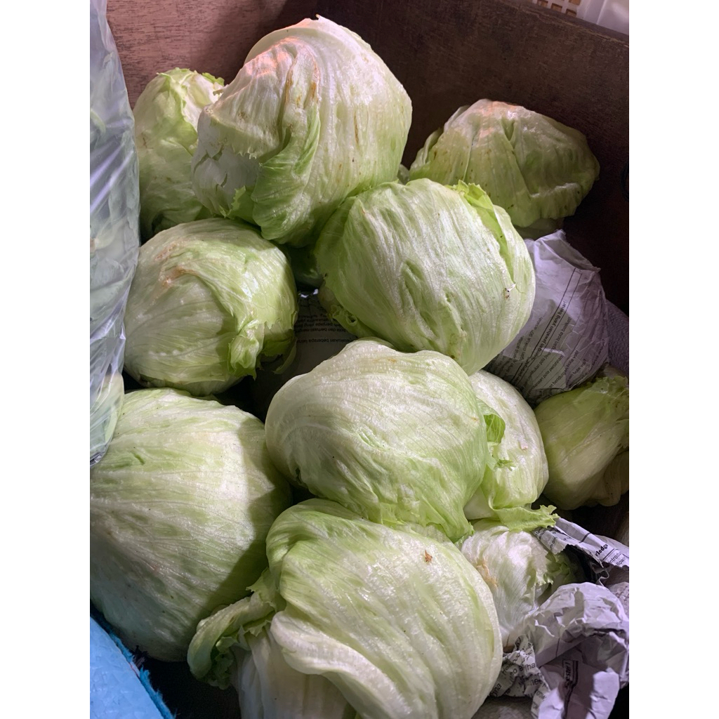 

Selada Lettuce Fresh - 500 gram