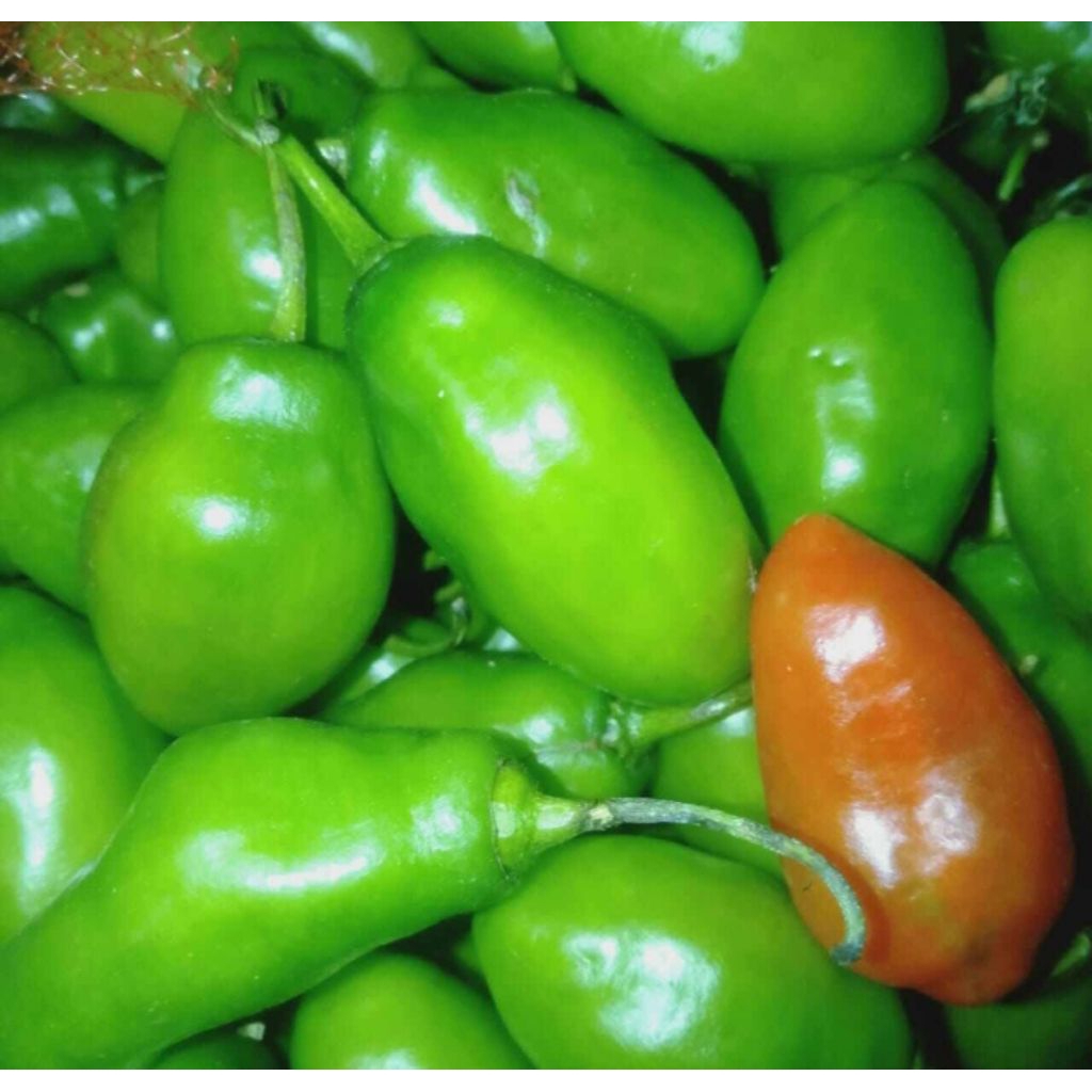 

cabi genot atou bisa di sebut cabi kompor barang press segar 500g/1kg