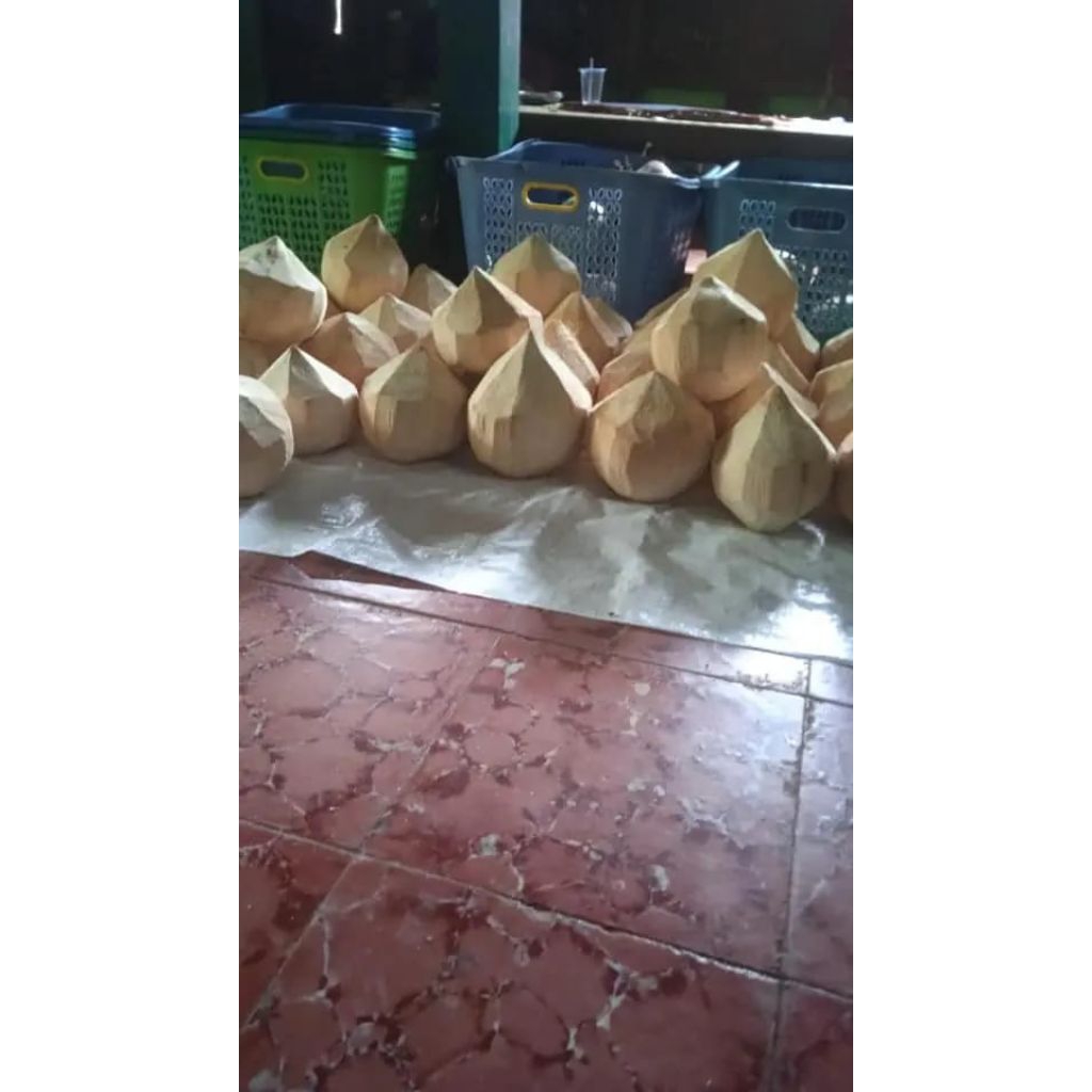 

minuman penyegar dari alam kelapa kopyor original ukuran 40-43 cm