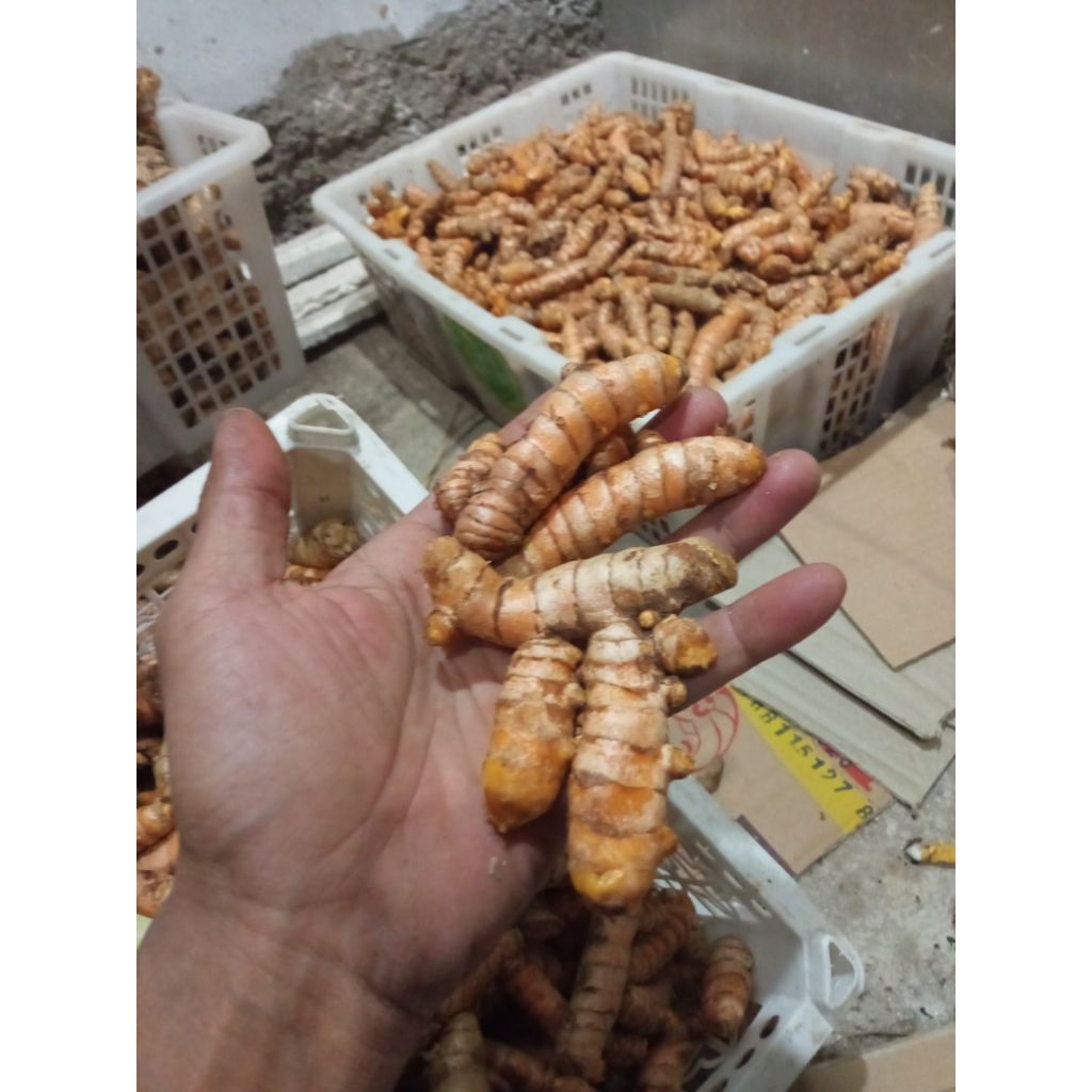 

kunyit kunir kuning segar 1kg sudah cuci tidak perlu dikupas tinggal tumbuk