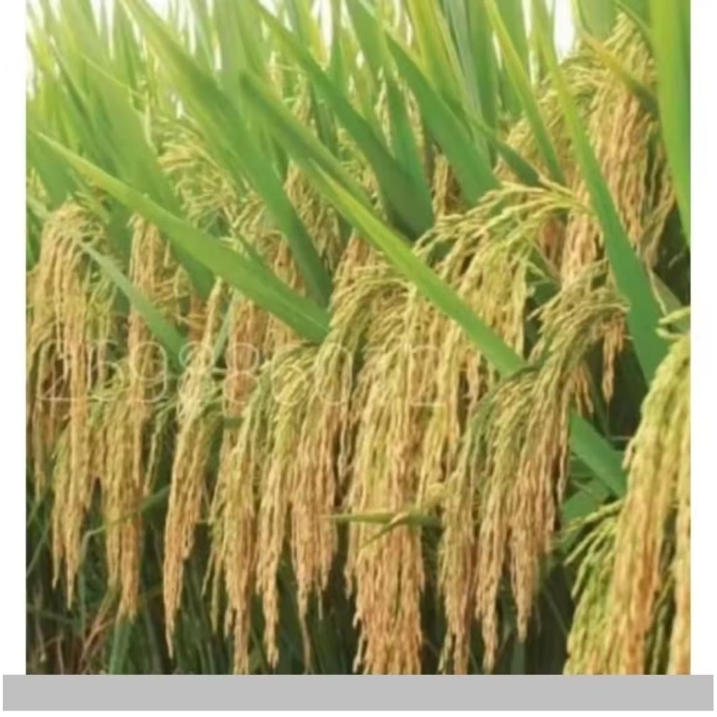 bibit benih padi srikandi kemasan 5kg