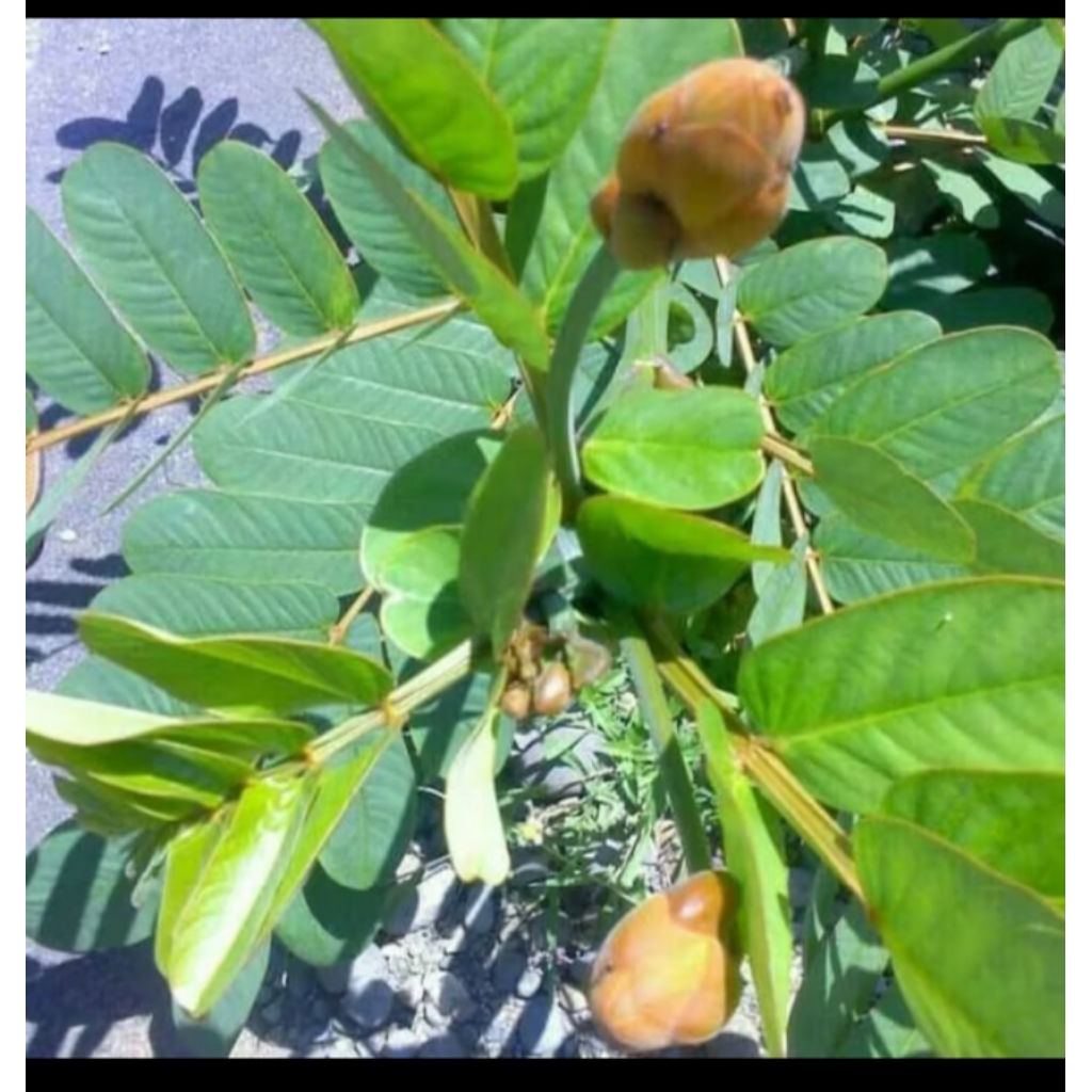 

Ready stok Daun Ketepang segar atau daun Kimanila per 100 gram