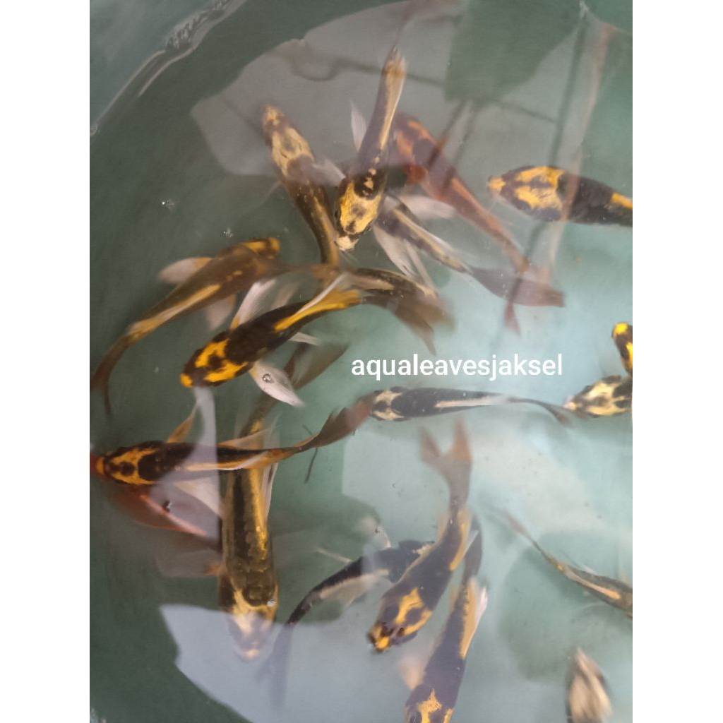 ikan koi kumpay metalik slayer