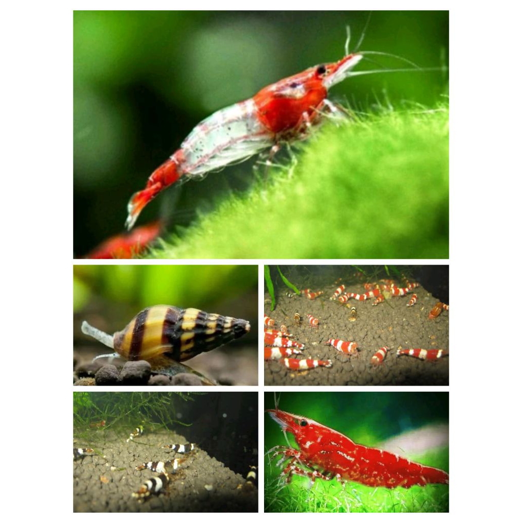 

paket hemat hemat isi 20+rebi 2+belebi 2 bonus Amano 12e