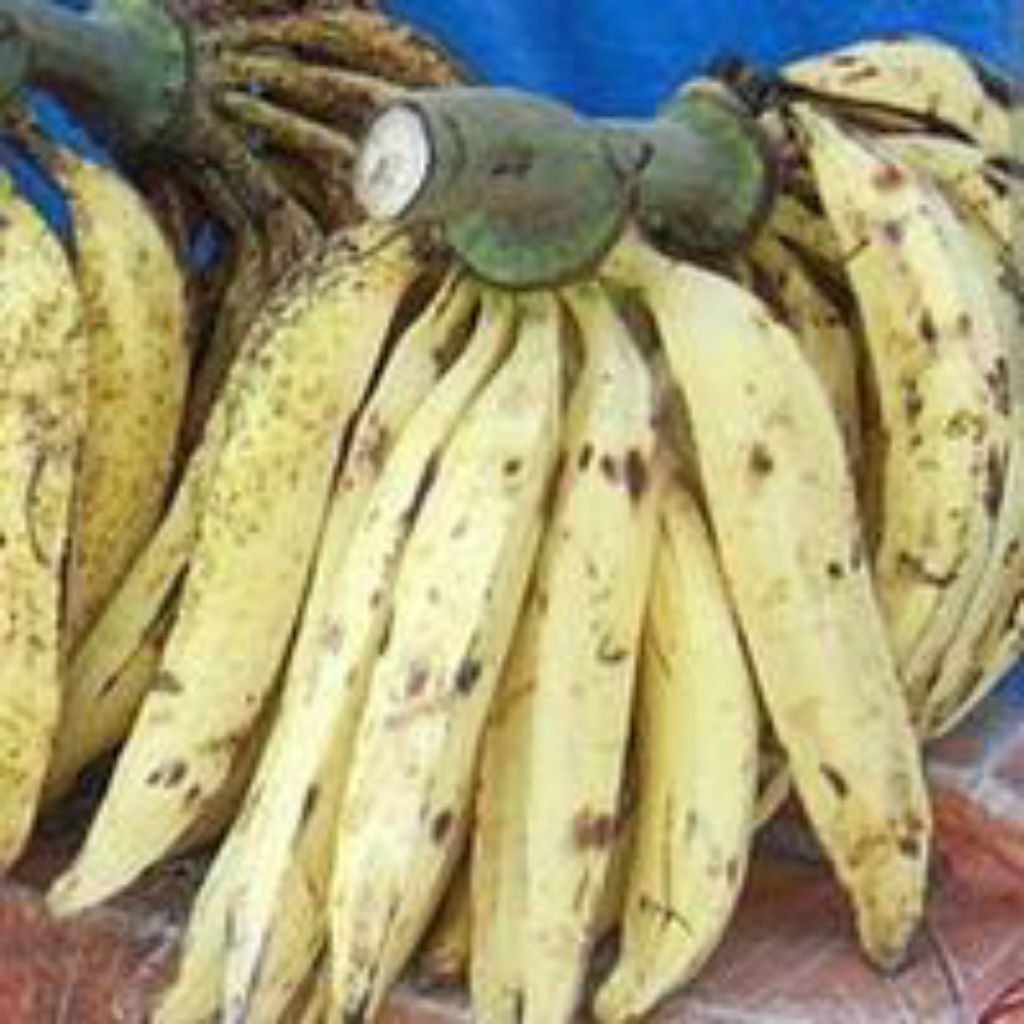 

pisang tanduk pilihan terbaik pisang organik 500 gr