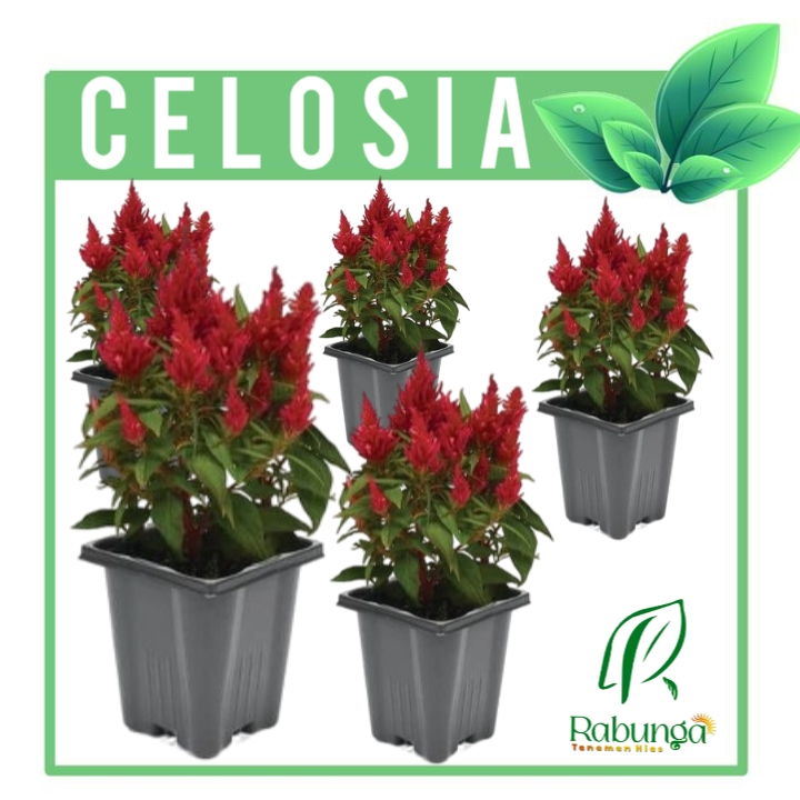 TANAMAN HIAS CELOSIA>CELOSIA MERAH>TANAMAN HIAS HIDUP>TANAMAN OUTDOOR