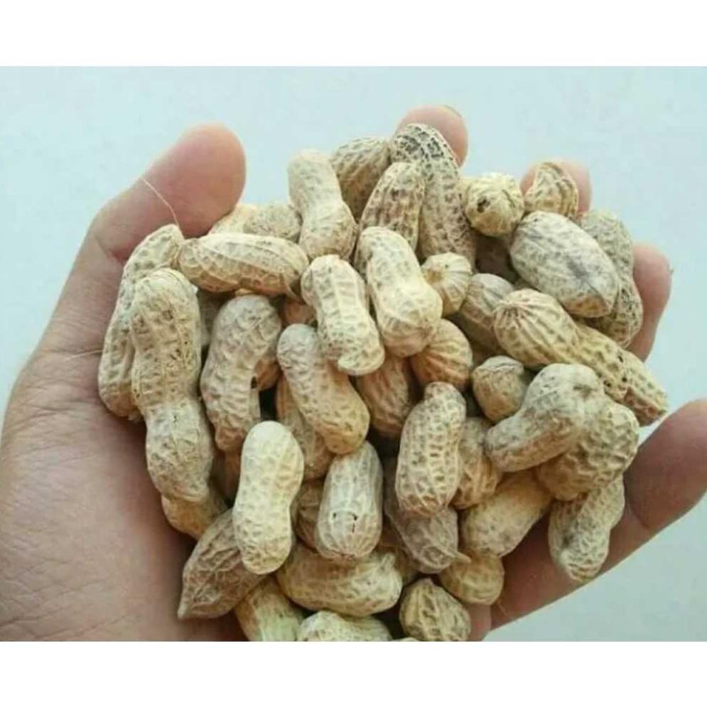 

KACANG KULIT OVEN COCOK 1 KG