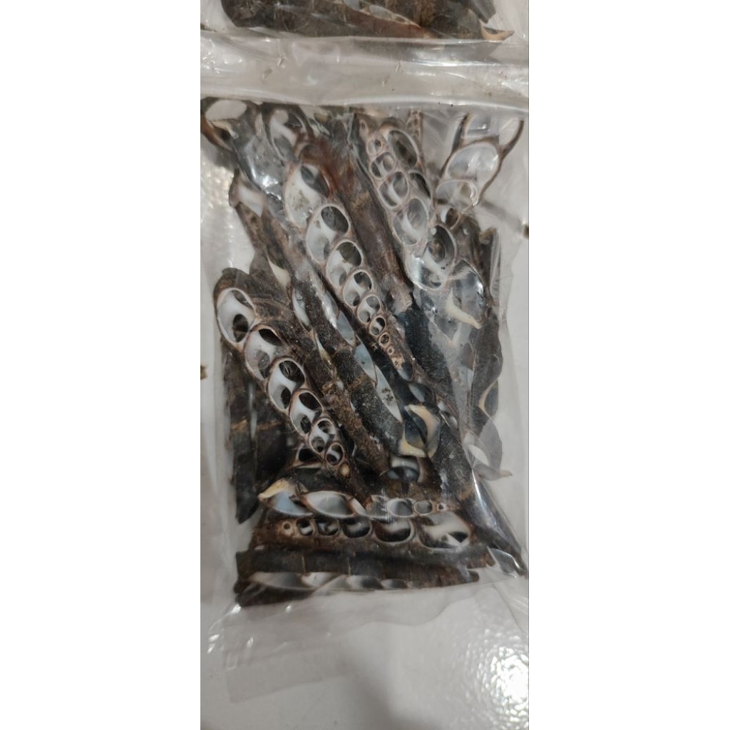 

kerang hitam laut Papua original 100gr