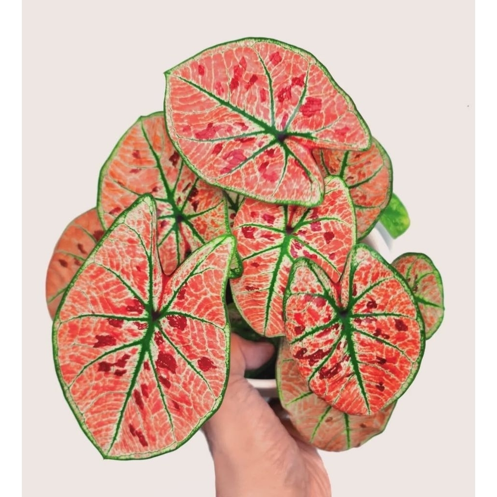 Tanaman Hias Caladium Wonderland / Bunga Hias Caladium Wonderland / Bunga Hidup