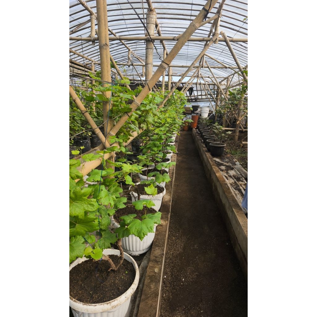 TABULAMPOT ANGGUR IMPORT RS IAC 572