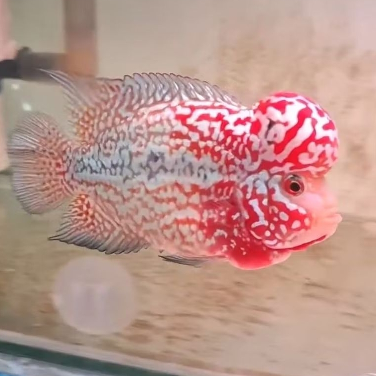 ikan louhan burayak KAMFA line ori thailand (size 2-3cm up) beli 3 free 1