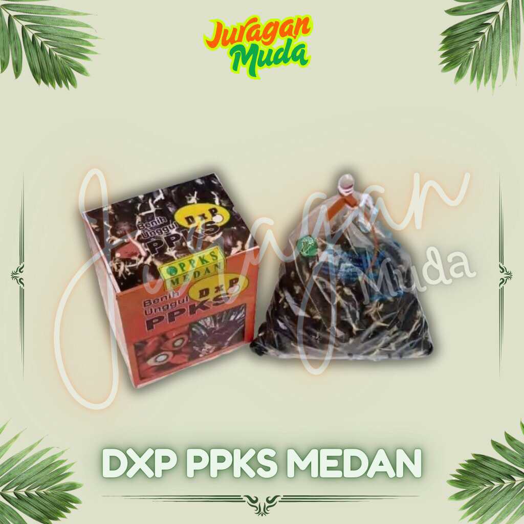 BIBIT BENIH KECAMBAH SAWIT VARIETAS DXP PPKS 239