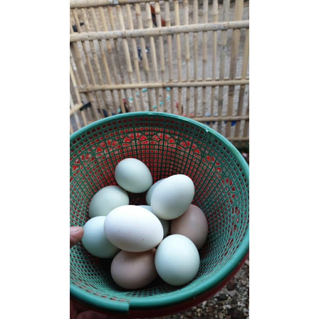 Telur fertil jenis Ayam Bangkok selatan indukan Birma