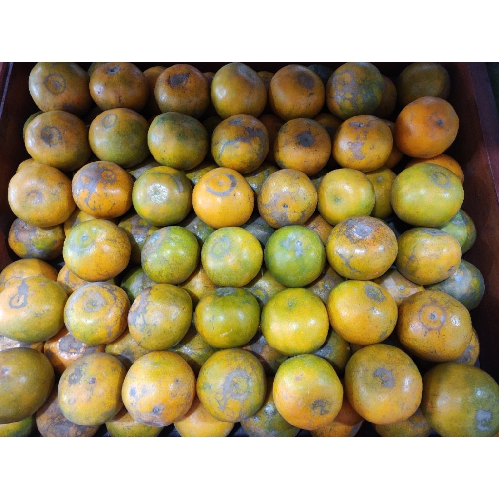 

Jeruk Medan Lokal -+1KG