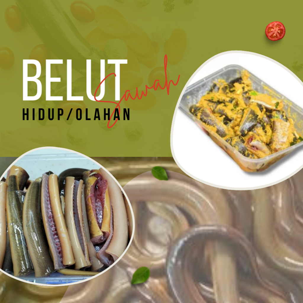 

Belut Sawah Hidup / Segar / Bumbu Kuning siap Masak