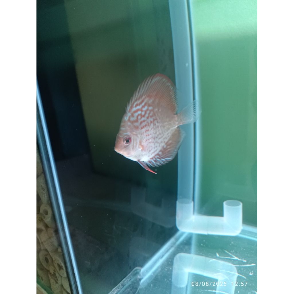 discus leopard uk 2.5in