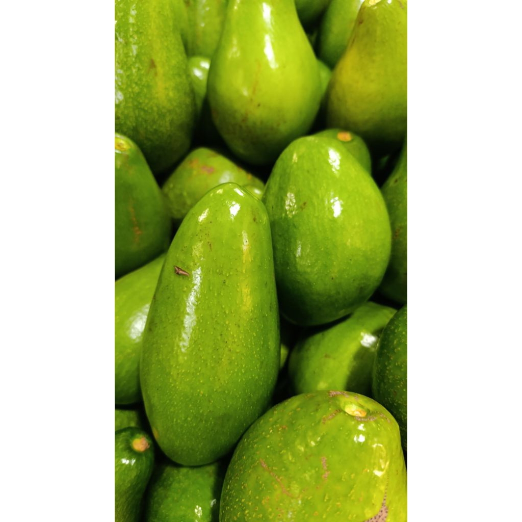 

Alpukat Mentega 1kg