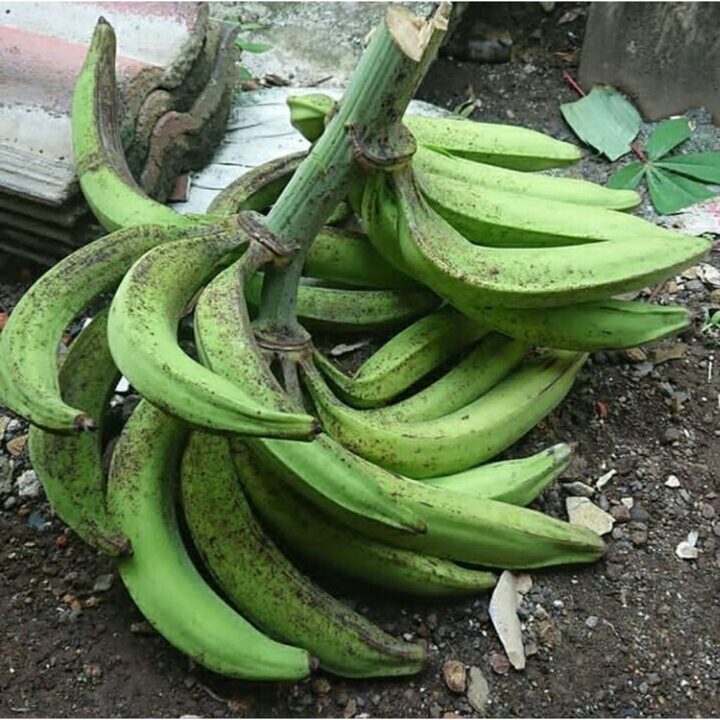 

pisang tanduk madu cianjur