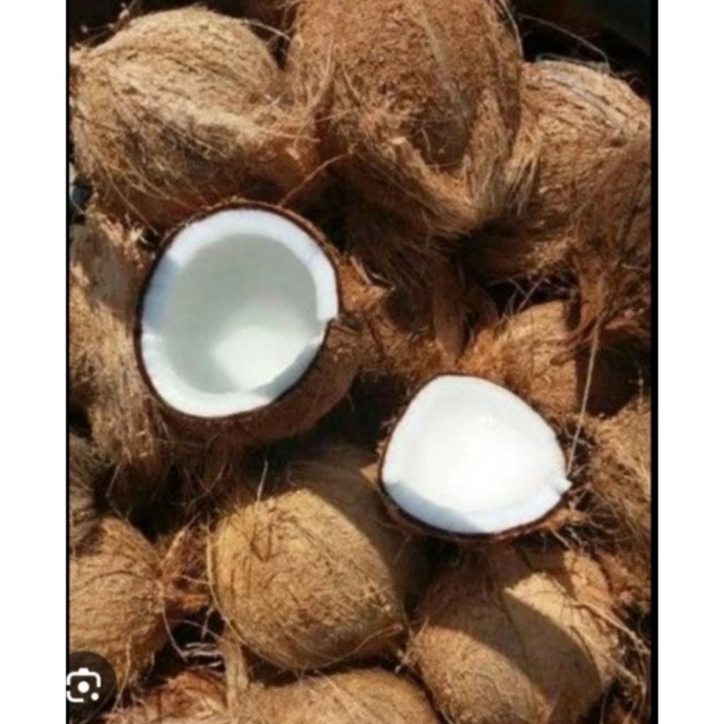 

buah kelapa tua segar kualitas terbaik