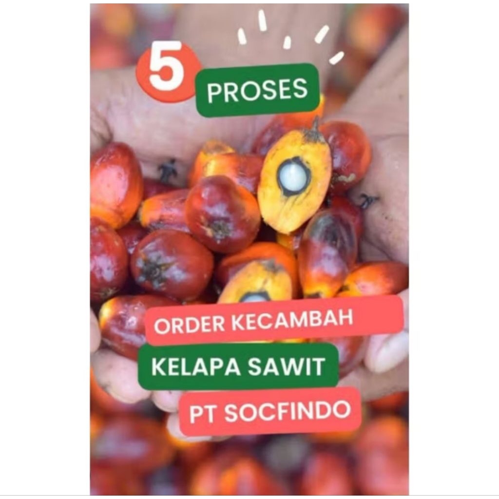 150 butir benih sawit unggul SOCFINDO Original