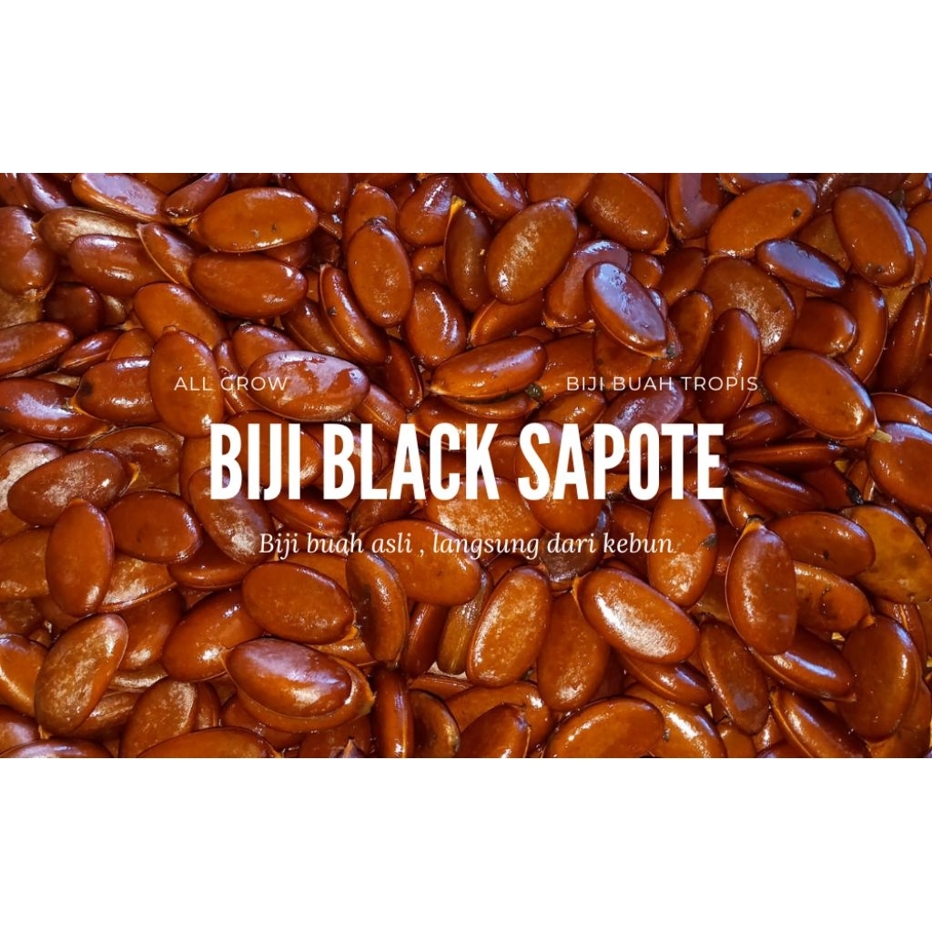 BIJI BUAH TROPIS BLACK SAPOTE (Per Biji)