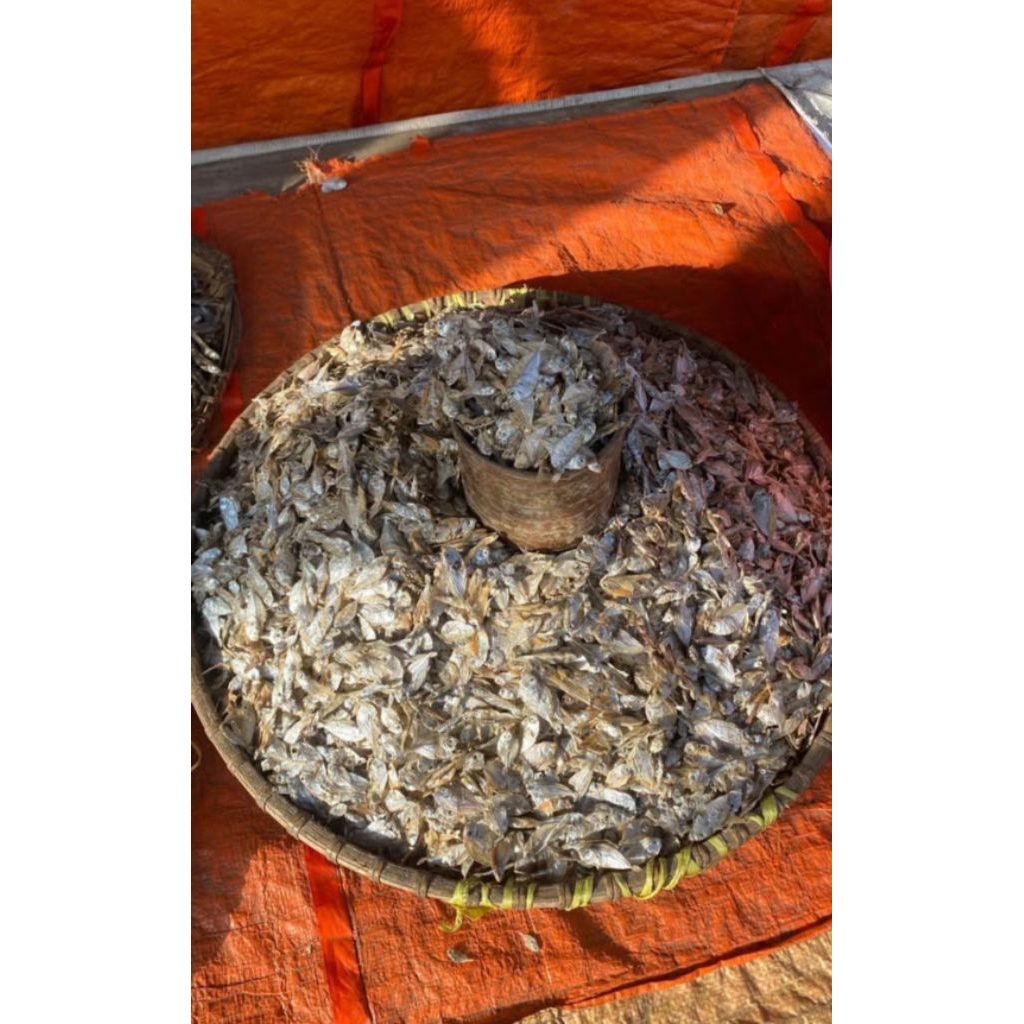 

Ikan bece bece 1 liter 5RIBU