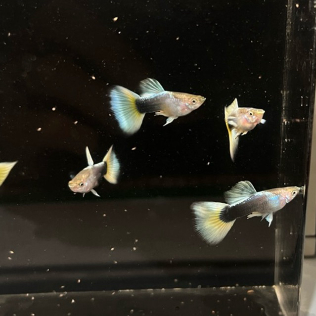 

Herbal Air HB Pastel Sesuai Gambar