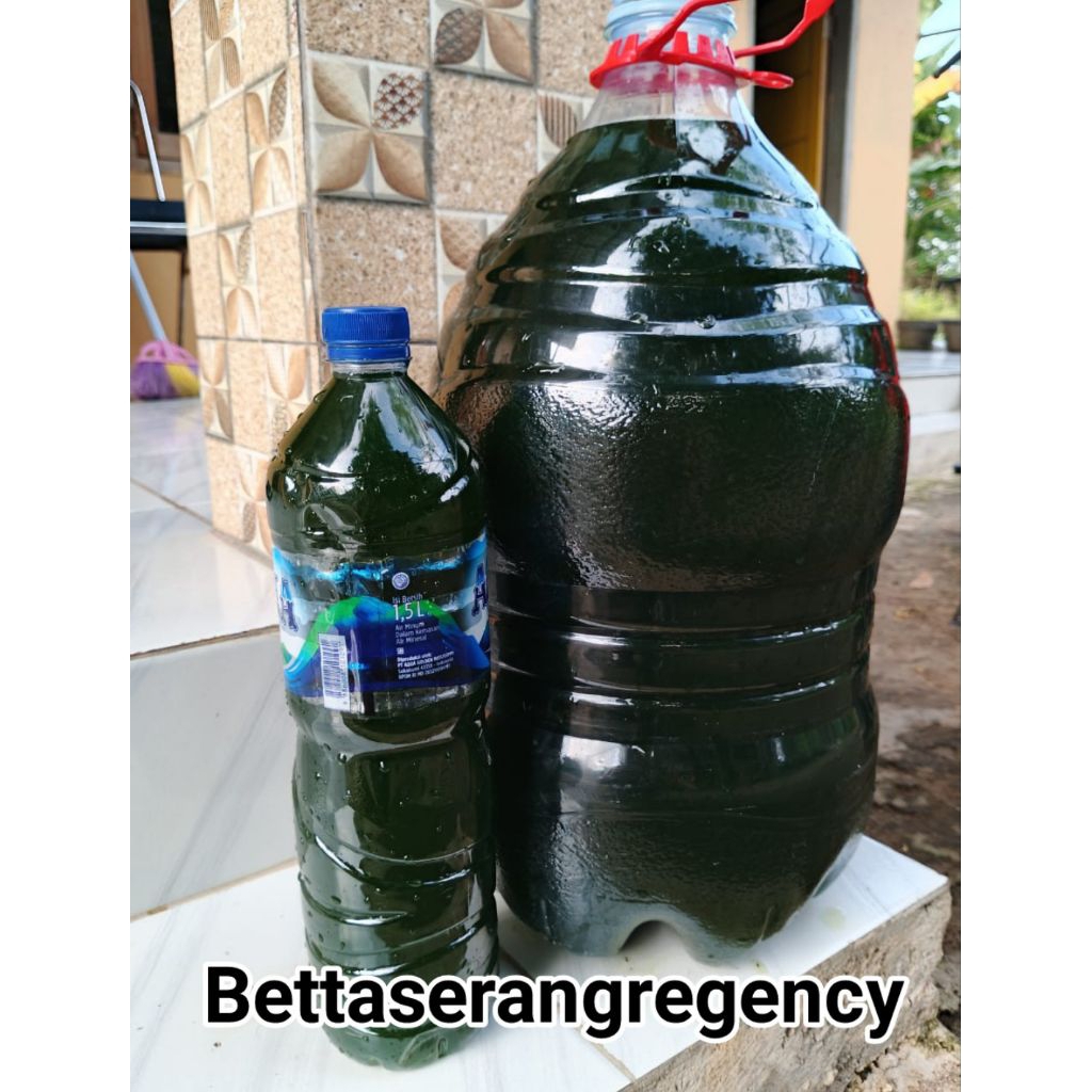 Green Water/Chorella/Air Hijau  Pakan Kutu Air Daphnia Magna