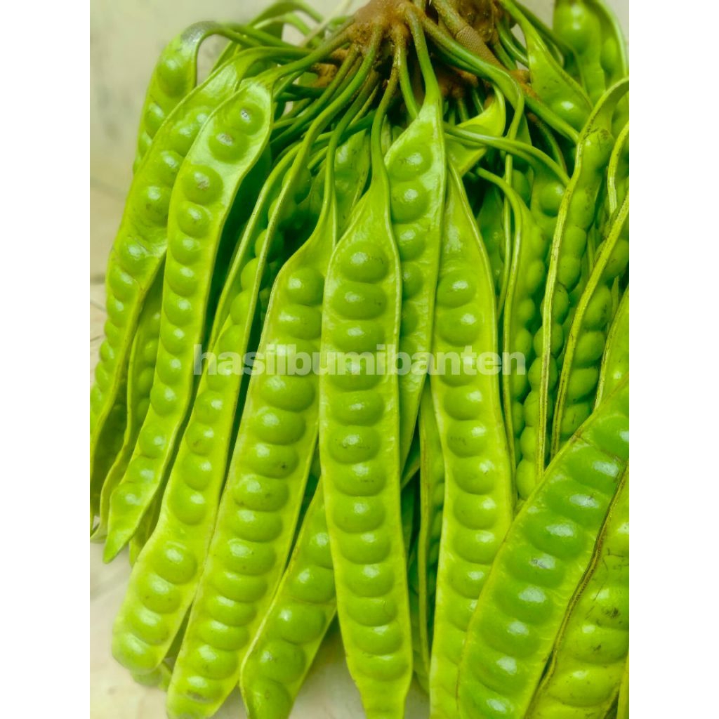 

PETE PETAI TUA SUPER ISI 10 PAPAN LONJOR